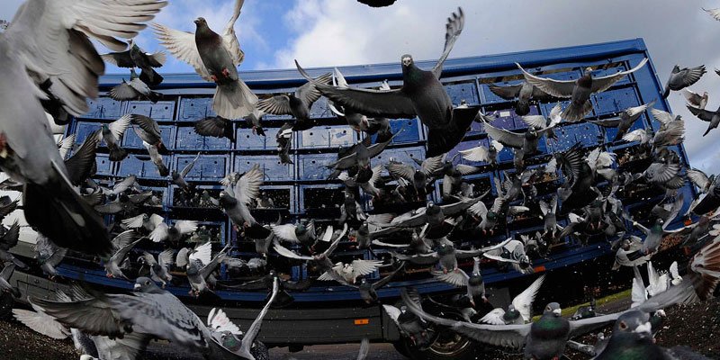 Отпугивание птичьих стай в Адлере от ДЕЗ-Комфорт - фото