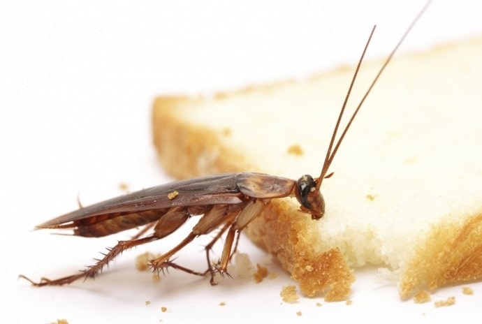 Обработка помещений от тараканов с гарантией в Адлере от ДЕЗ-Комфорт - фото