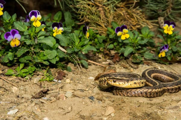 Выведение и отпугивание змей в Адлере от ДЕЗ-Комфорт - фото